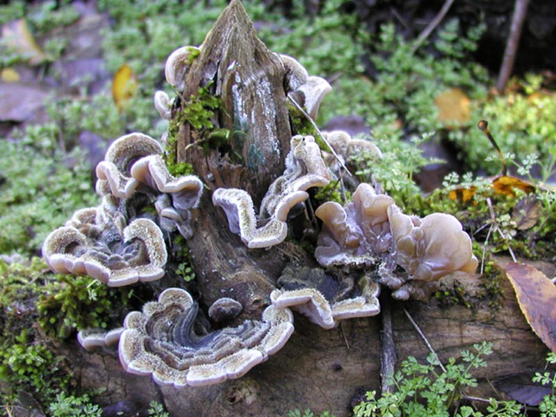 Auricularia mesenterica